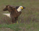 Bald Eagle Nesting Fine Art Print by Maresa Pryor - Ft. Myers, Florida