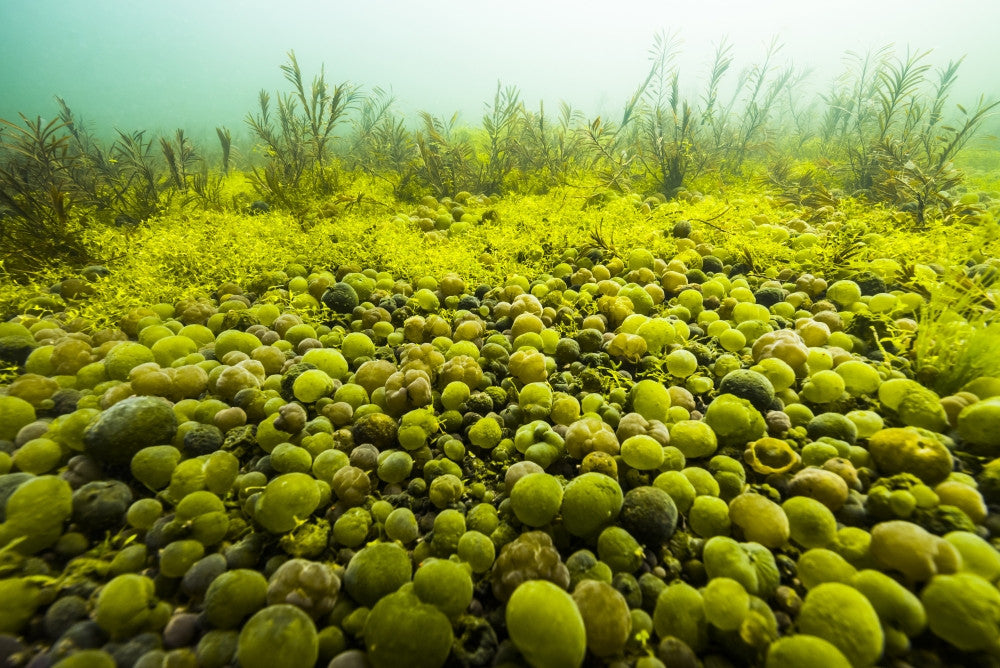 Round Spherical Nostoc Cyanobacteria Fine Art Print by Jennifer Idol