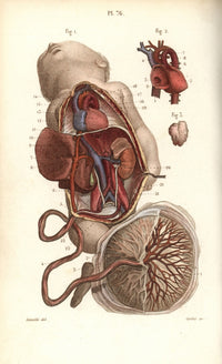 Circulatory System to the Foetus and Placenta Fine Art Print by Florilegius
