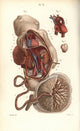 Circulatory System to the Foetus and Placenta Fine Art Print by Florilegius