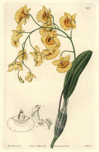 Lindley's Dendrobium Orchid Fine Art Print by Florilegius
