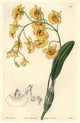 Lindley's Dendrobium Orchid Fine Art Print by Florilegius