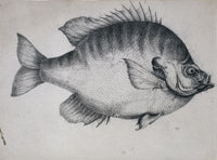 Lepomis Macrochirus Bluegill Fine Art Print by Mary Evans