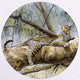 A Leopard Resting on a Rainforest Branch Fine Art Print by Malcolm Greensmith