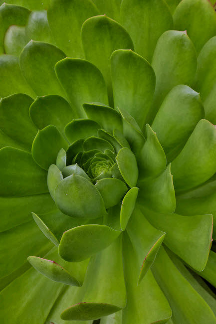 Succulent Close-Up Fine Art Print by Darrell Gulin - Maui, Hawaii