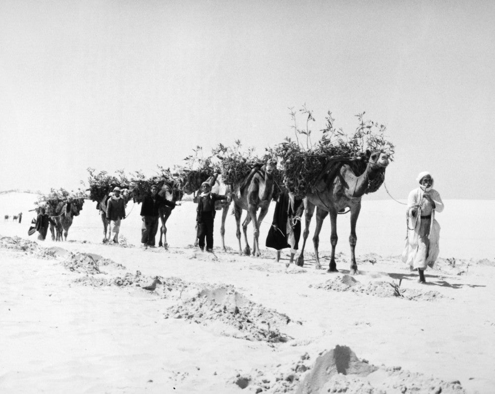 Gaza Strip 1957: Camel Convoy Planting Mimosa Seedlings Fine Art Print