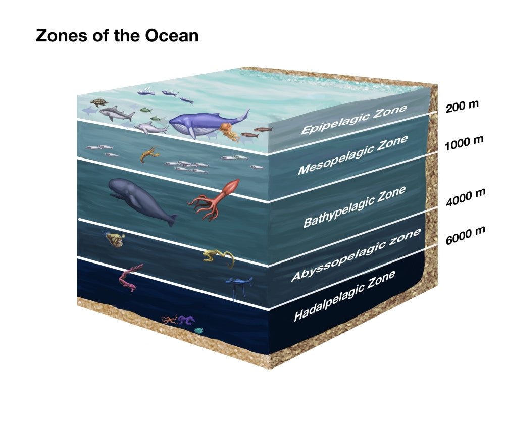 Zones of the Ocean Fine Art Print by Spencer Sutton