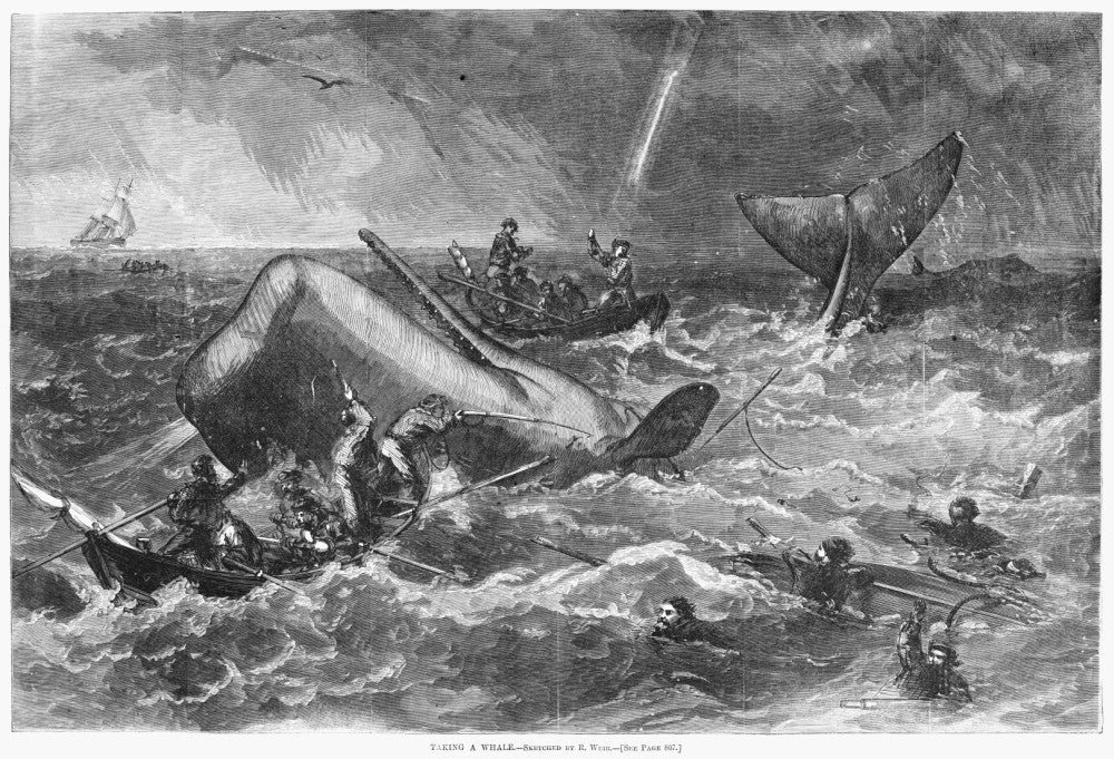 Whaling Expedition 1866 Fine Art Print - Crew of Whalers Killing a Whale