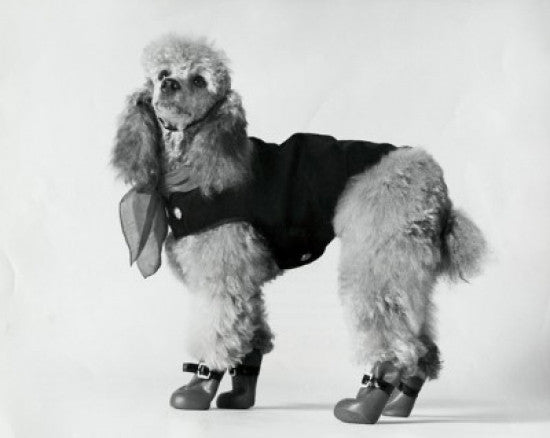 Charming Poodle Fine Art Print - Perfect for Home Decor
