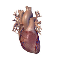 Human Heart Anatomy Fine Art Print by Hank Grebe | Stocktrek Images