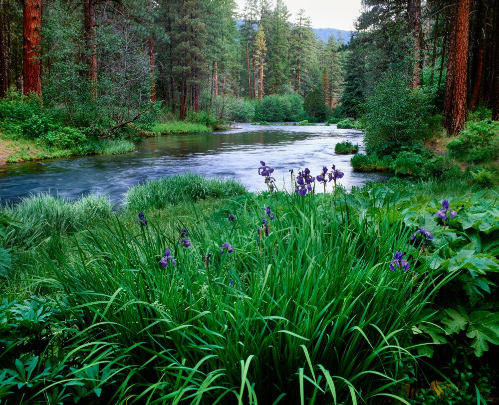 Iris Flowers by the Metolius River Fine Art Print by Panoramic Images