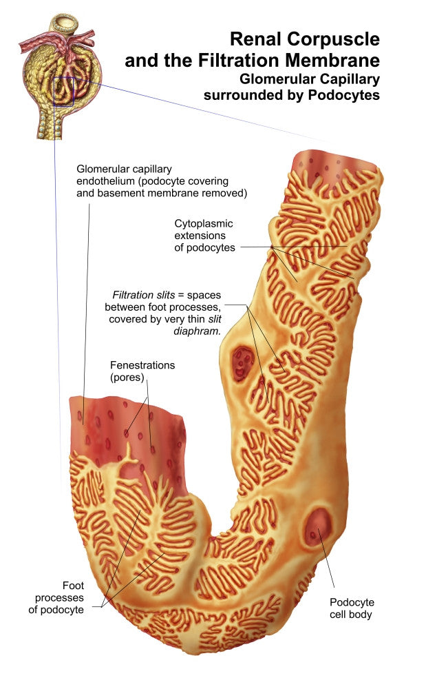 Renal Corpuscle and Filtration Membrane Fine Art Print