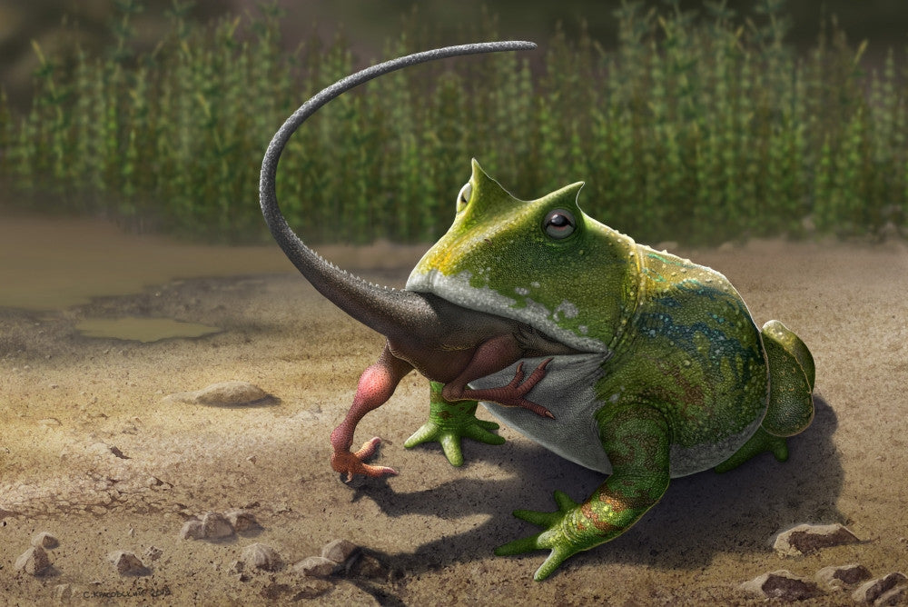 Beelzebufo Frog Eating Masiakasaurus Fine Art Print
