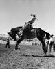 Cowboy Riding a Bucking Horse in a Rodeo Fine Art Print