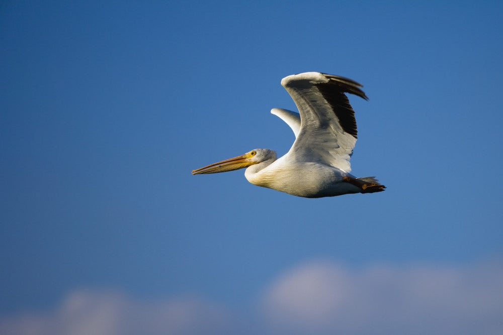 Flying Pelican Fine Art Print - Available in Multiple Sizes
