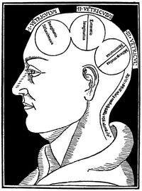 Albertus Magnus Brain Illustration Fine Art Print - Granger Collection