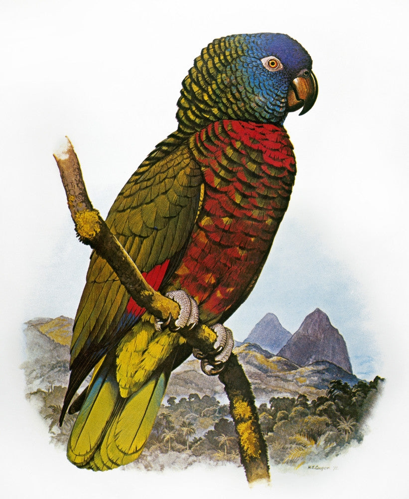 St. Lucia Amazon Parrot Fine Art Print by William T. Cooper