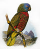 St. Lucia Amazon Parrot Fine Art Print by William T. Cooper