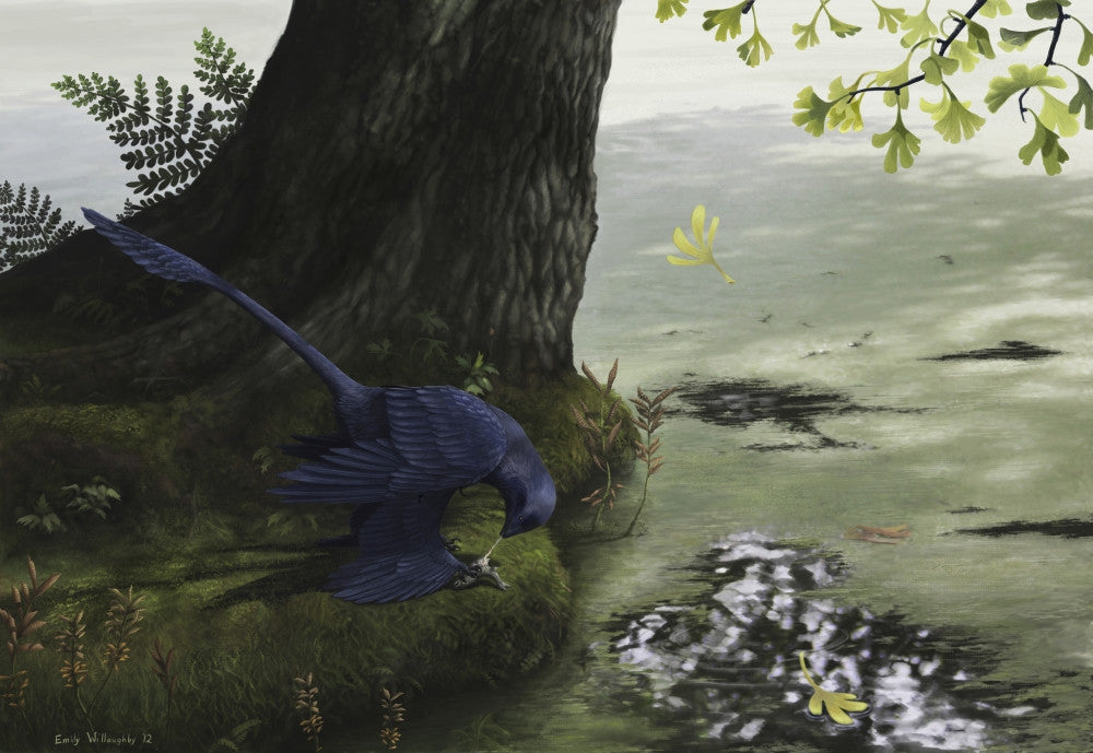 Microraptor gui Eating a Small Fish Fine Art Print