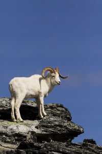 Dall Sheep Ram Fine Art Print in Denali National Park by Doug Lindstrand