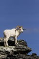 Dall Sheep Ram Fine Art Print in Denali National Park by Doug Lindstrand