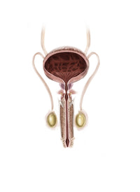 Anatomy of Male Urinary Bladder Poster Print by Alan Gesek