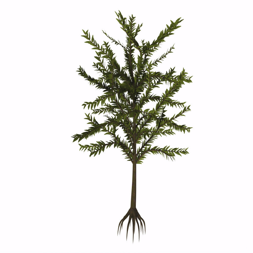 Dicroidium Plant Fine Art Print by Corey Ford | Stocktrek Images