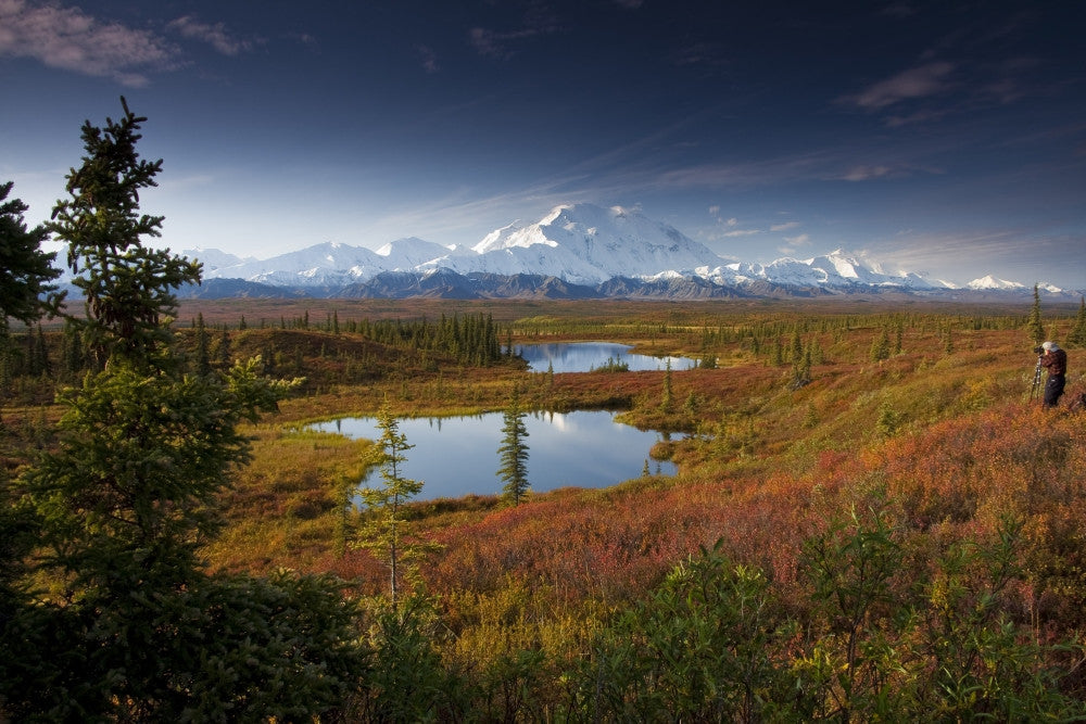Denali National Park Autumn Landscape Print - Mt. McKinley