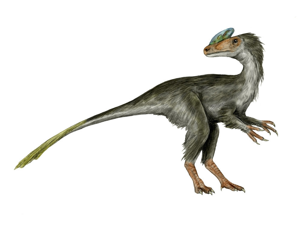 Guanlong Dinosaur Fine Art Print on White Background