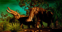 Platybelodon Fine Art Print by Philip Brownlow | Stocktrek Images