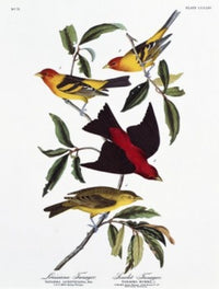 Louisiana Tanager and Scarlet Tanager Lithograph Print by John James Audubon