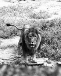 Majestic Lion Fine Art Print - Available in Multiple Sizes