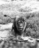 Majestic Lion Fine Art Print - Available in Multiple Sizes