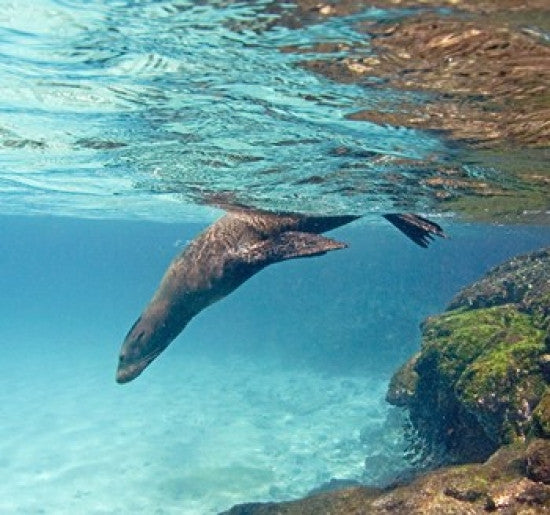 Galapagos Sea Lion Underwater Photo Print by Panoramic Images