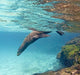 Galapagos Sea Lion Underwater Photo Print by Panoramic Images