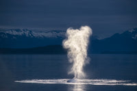 Humpback Whale Spouting Fine Art Print by Tom Soucek