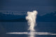 Humpback Whale Spouting Fine Art Print by Tom Soucek