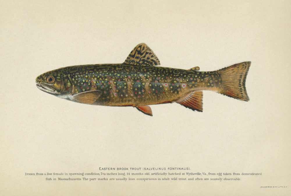 Brook Trout Lithograph Print by Julius Bien & Co. | 1903