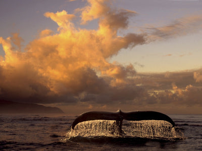Alaska Art
