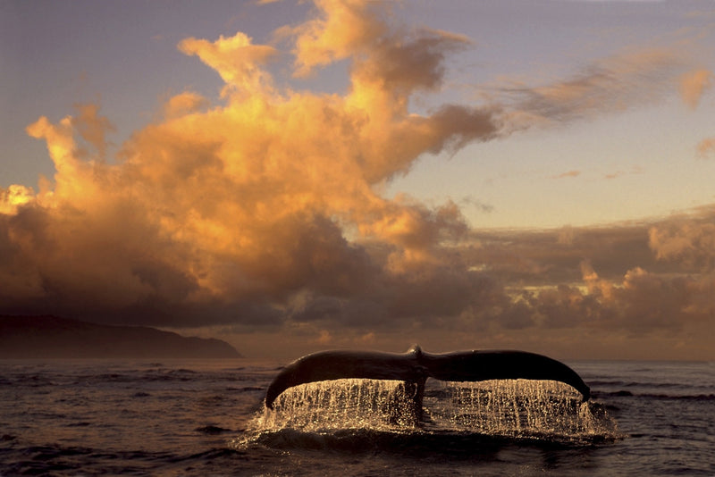 Humpback Whale Tail Fine Art Print by Ron Sanford