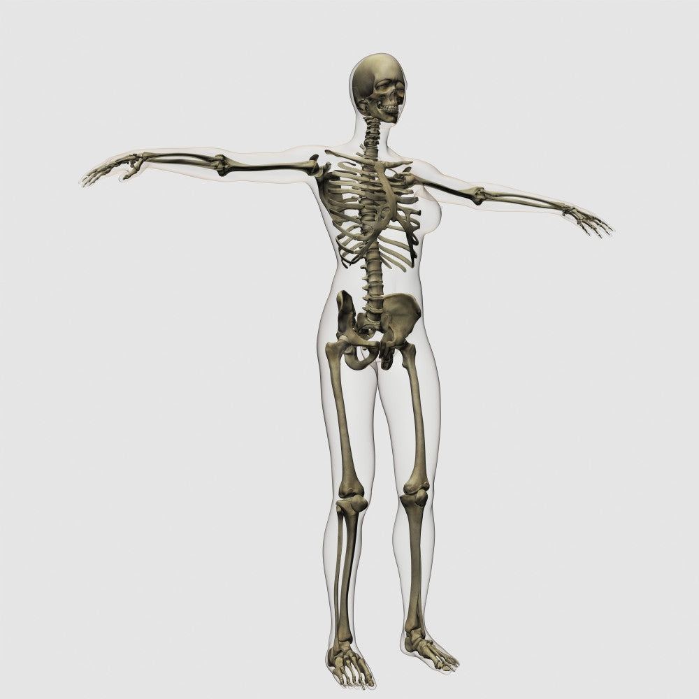 Three-Dimensional Medical Illustration of Female Skeleton Poster Print