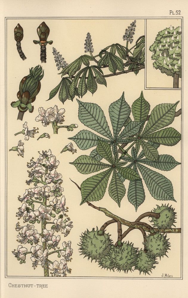 Chestnut Tree Botanical Study Fine Art Print by Florilegius
