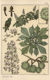 Chestnut Tree Botanical Study Fine Art Print by Florilegius
