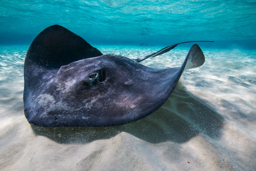 Southern Stingray on the Sandbar Fine Art Print by Jennifer Idol