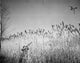 Man Hunting a Duck with a Rifle Fine Art Print