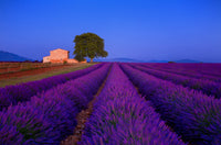 Lavender Field in the Valensole Plateau Fine Art Print by Jaynes Gallery