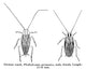 Cockroaches Fine Art Print - Male and Female German Roach by Granger Collection