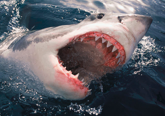 Great White Shark Breaching the Surface Fine Art Print by VWPics