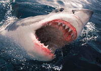 Great White Shark Breaching the Surface Fine Art Print by VWPics