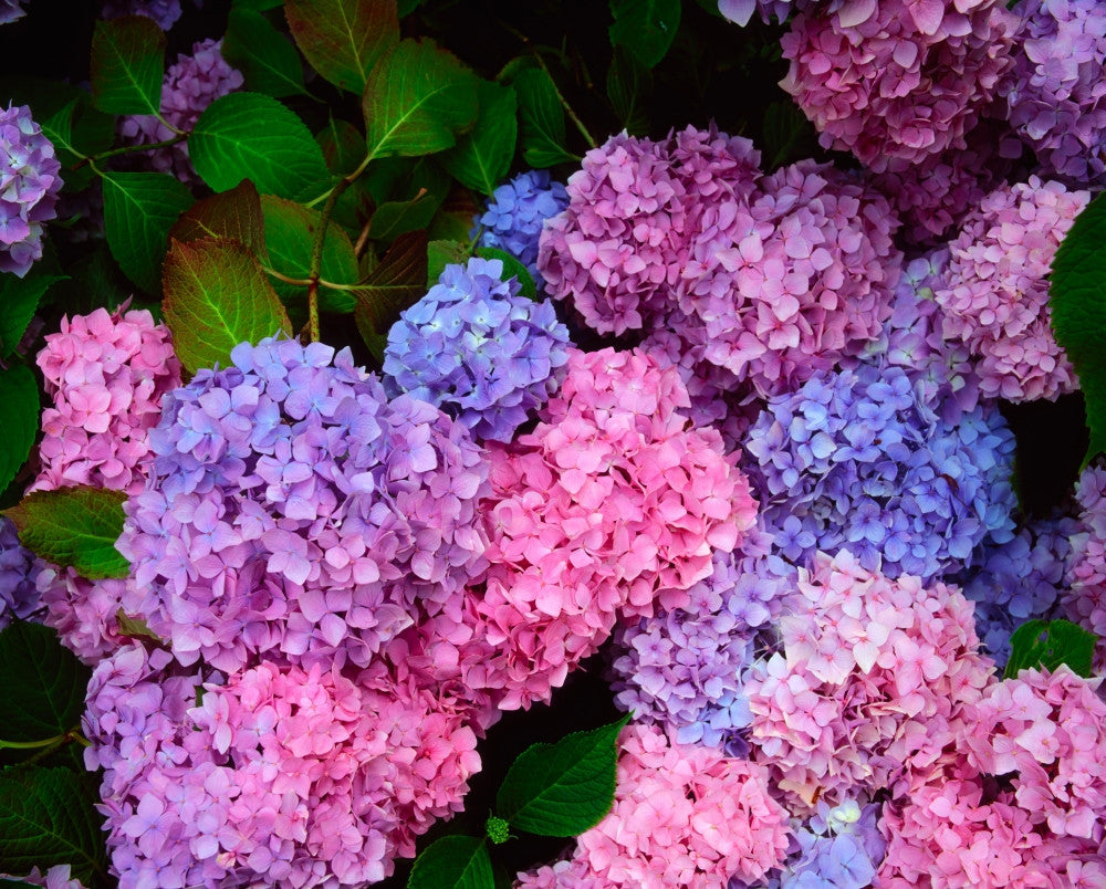 Hydrangea Macrophylla Fine Art Print by The Irish Image Collection